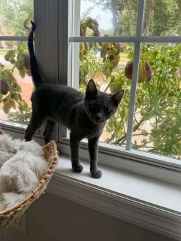 Greige -  Dilute Calico Cat for Adoption in Wilmington, North Carolina - Greige | PetCurious