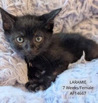 Laramie -  Domestic Short Hair Cat for Adoption - Laramie | PetCurious