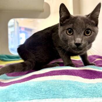 Domestic Short Hair Cats Available for Adoption in Riverside, California - NACHO | PetCurious