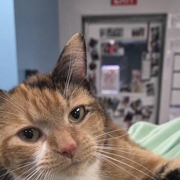 Autumn -  Domestic Short Hair Cat for Adoption in Hartville, Ohio - Autumn | PetCurious