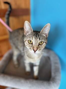 Rescue Tabby Cats for Adoption in Raymond, Washington - Dolly | PetCurious