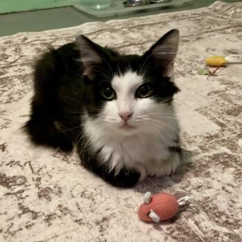 Rescue Domestic Medium Hair Cats for Adoption in Albany, New York - Miss Peanut | PetCurious