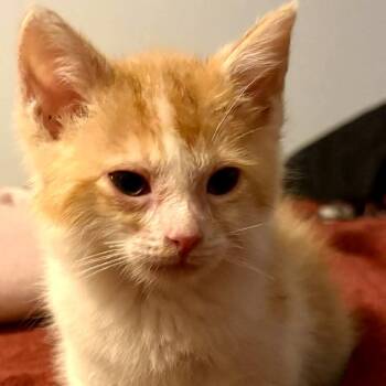 Domestic Medium Hair Cats Available for Adoption in Gordonsville, Tennessee - Clyde | PetCurious