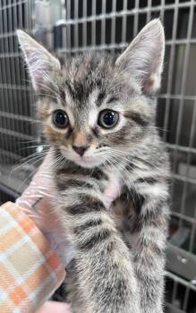 Wheel of Fortune -  Domestic Short Hair Cat for Adoption in Cincinnati, Ohio - Wheel Of Fortune | PetCurious