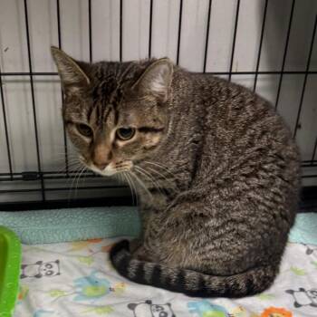 Skydancer -  Domestic Short Hair Cat for Adoption in Normal, Illinois - Skydancer | PetCurious