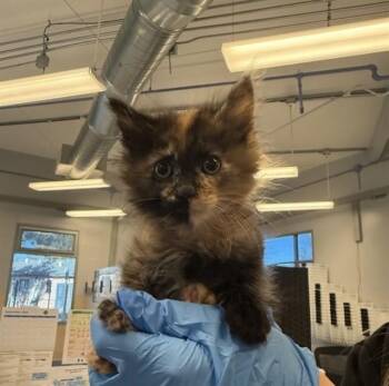 HEIDI -  Domestic Short Hair Cat for Adoption in San Jose, California - HEIDI | PetCurious