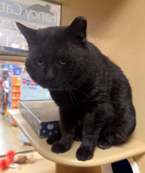 Domestic Short Hair Cats Available for Adoption in Herndon, Virginia - Thomas | PetCurious
