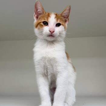 Sailor Saturn -  Domestic Short Hair Cat for Adoption in Champaign, Illinois - Sailor Saturn | PetCurious