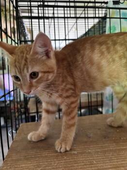 Emily -  Domestic Short Hair Cat for Adoption in Camp Hill, Pennsylvania - Emily | PetCurious