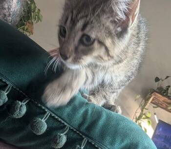 Cinnamon Roll -  Tabby and Domestic Short Hair Cat for Adoption in Dublin, Ohio - Cinnamon Roll | PetCurious