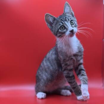 Rescue Domestic Short Hair Cats for Adoption in Los Angeles, California - Cranberry | PetCurious