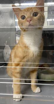 Rey (FCID# 05/04/2026 - 32 West Chester PS) -  Tabby and Tuxedo Cat for Adoption in Greenville, Delaware - Rey (FCID# 05/04/2026 - 32 West Chester PS) | PetCurious