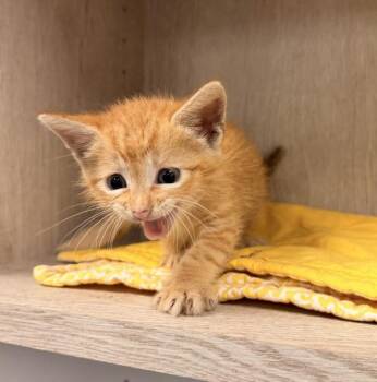 Marigold -  Domestic Short Hair Cat for Adoption in Lafayette, Louisiana - Marigold | PetCurious