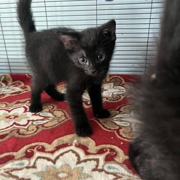 Moon (26-5299) -  Domestic Short Hair Cat for Adoption in Fort Smith, Arkansas - Moon (26-5299) | PetCurious