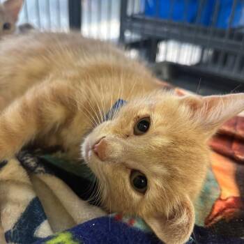 Domestic Short Hair Cats Available for Adoption in Lakeland, Florida - Mori | PetCurious