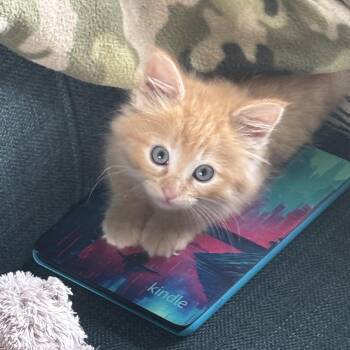 George -  Domestic Medium Hair Cat for Adoption in Kenai, Alaska - George | PetCurious