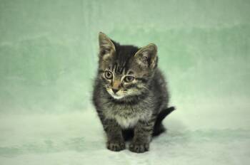 Romulus -  Domestic Short Hair Cat Available for Adoption in Union Gap, Washington - Romulus | PetCurious