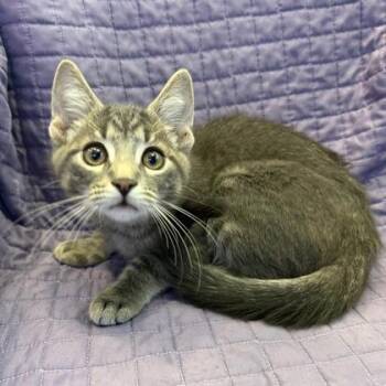 Tuna -  Domestic Short Hair Cat Available for Adoption in Janesville, Wisconsin - Tuna | PetCurious