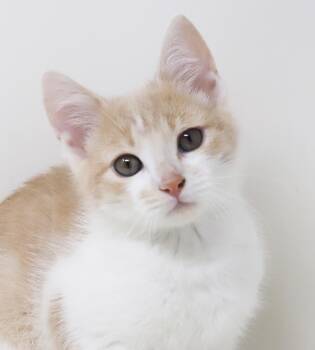 Steven is our shining star of snugglers -  Turkish Van and Tabby Cat for Adoption in Bedford Hills, New York - Steven Is Our Shining Star Of Snugglers | PetCurious
