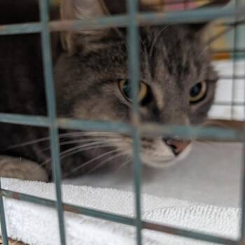 Croque Monsieur (Mushu) -  Domestic Short Hair Cat for Adoption in Cincinnati, Ohio - Croque Monsieur (Mushu) | PetCurious