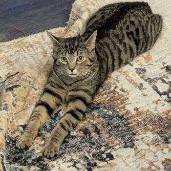 Rescue Domestic Short Hair Cats for Adoption in Medina, Ohio - Meatball | PetCurious