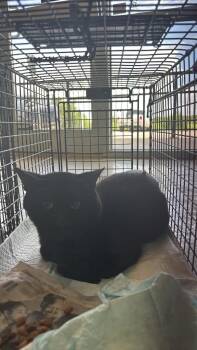 Nelson Feral 14 -  Domestic Short Hair Cat Available for Adoption in New Braunfels, Texas - Nelson Feral 14 | PetCurious