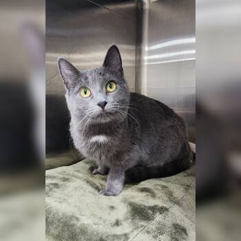 Rescue Domestic Short Hair Cats for Adoption in Toledo, Ohio - Silver | PetCurious