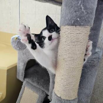 Lion L. Messi -  Tuxedo and Domestic Short Hair Cat for Adoption in Corpus Christi, Texas - Lion L. Messi | PetCurious