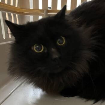 Vader -  Domestic Long Hair Cat for Adoption in Lynchburg, Virginia - Vader | PetCurious