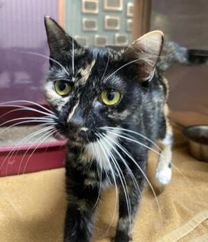 Tweeker -  Domestic Short Hair Cat for Adoption in Little Rock, Arkansas - Tweeker | PetCurious