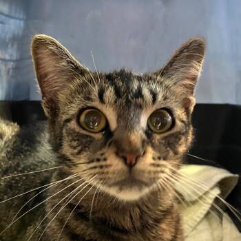 Rescue Domestic Short Hair Cats for Adoption in Merrifield, Virginia - Tamara Maury | PetCurious