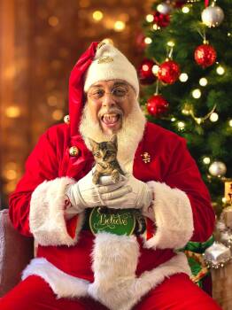 Rescue Domestic Short Hair Cats for Adoption in Murrells Inlet, South Carolina - DW | PetCurious