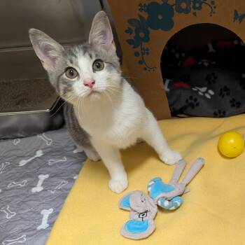 Rescue Domestic Short Hair Cats for Adoption in Renfrew, Pennsylvania - Wendell | PetCurious