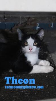 Rescue American Shorthair and Domestic Short Hair Cats for Adoption in Toledo, Ohio - Theon | PetCurious