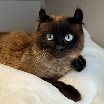 Siamese and American Curl Cats Available for Adoption - Skyy | PetCurious