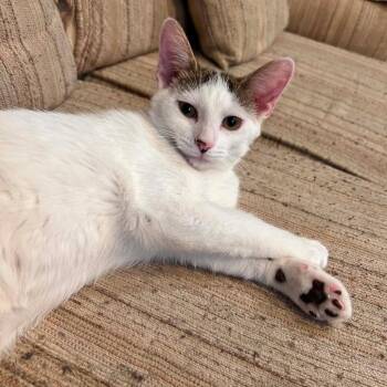 Sugar -  Domestic Short Hair Cat for Adoption in Dekalb, Illinois - Sugar | PetCurious