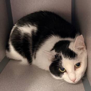 Domestic Short Hair Cats Available for Adoption - Princess | PetCurious