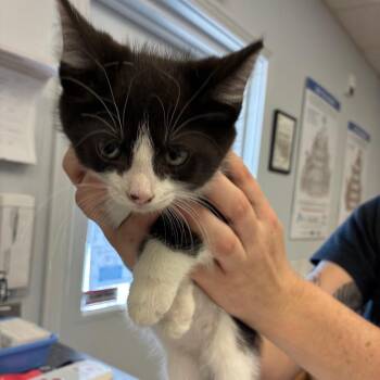 Ellie_3 -  Domestic Short Hair Cat for Adoption in Morganfield, Kentucky - Ellie_3 | PetCurious