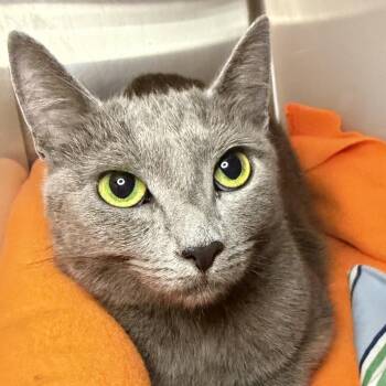 Mitchie -  Domestic Short Hair Cat for Adoption in Los Angeles, California - Mitchie | PetCurious