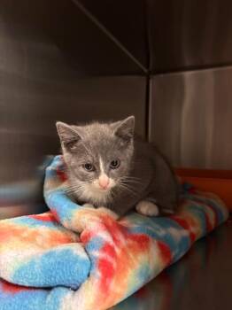 Donnie (Petsmart) -  Domestic Short Hair Cat for Adoption in Ocala, Florida - Donnie (Petsmart) | PetCurious