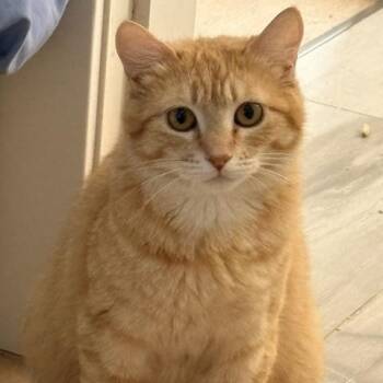 Daphne -  Domestic Short Hair Cat for Adoption in Burnaby, British Columbia - Daphne | PetCurious