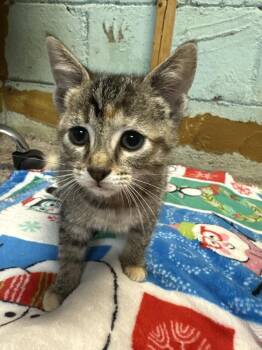 Lucy Br -  Tabby Cat for Adoption in West Peoria, Illinois - Lucy Br | PetCurious