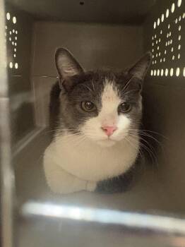 Professor Baby -  Domestic Short Hair Cat for Adoption in Cincinnati, Ohio - Professor Baby | PetCurious