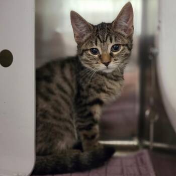 Bianca -  Domestic Short Hair Cat for Adoption in Briarcliff Manor, New York - Bianca | PetCurious