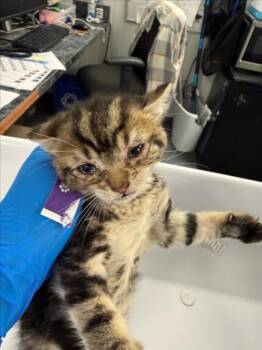 *ELEANOR -  Domestic Short Hair Cat for Adoption in Woodland, California - *ELEANOR | PetCurious