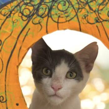 Thunder -  Domestic Short Hair Cat for Adoption in Tampa, Florida - Thunder | PetCurious