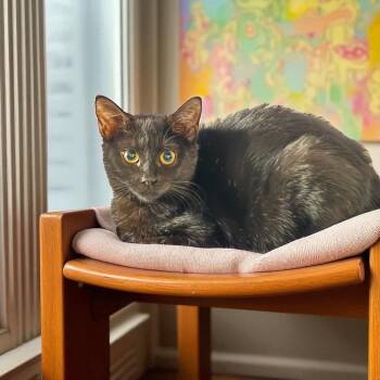 Rescue Domestic Short Hair Cats for Adoption in Dallas, Texas - Sunisa | PetCurious