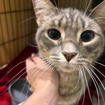 Dusty (aka Dust Mite) -  Domestic Short Hair Cat for Adoption in Cumming, Georgia - Dusty (aka Dust Mite) | PetCurious