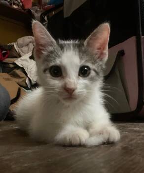 Rescue Domestic Short Hair Cats for Adoption in Bell Gardens, California - Louie | PetCurious