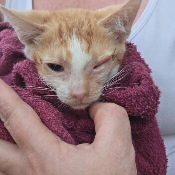 Tango -  Domestic Short Hair Cat for Adoption in Moses Lake, Washington - Tango | PetCurious